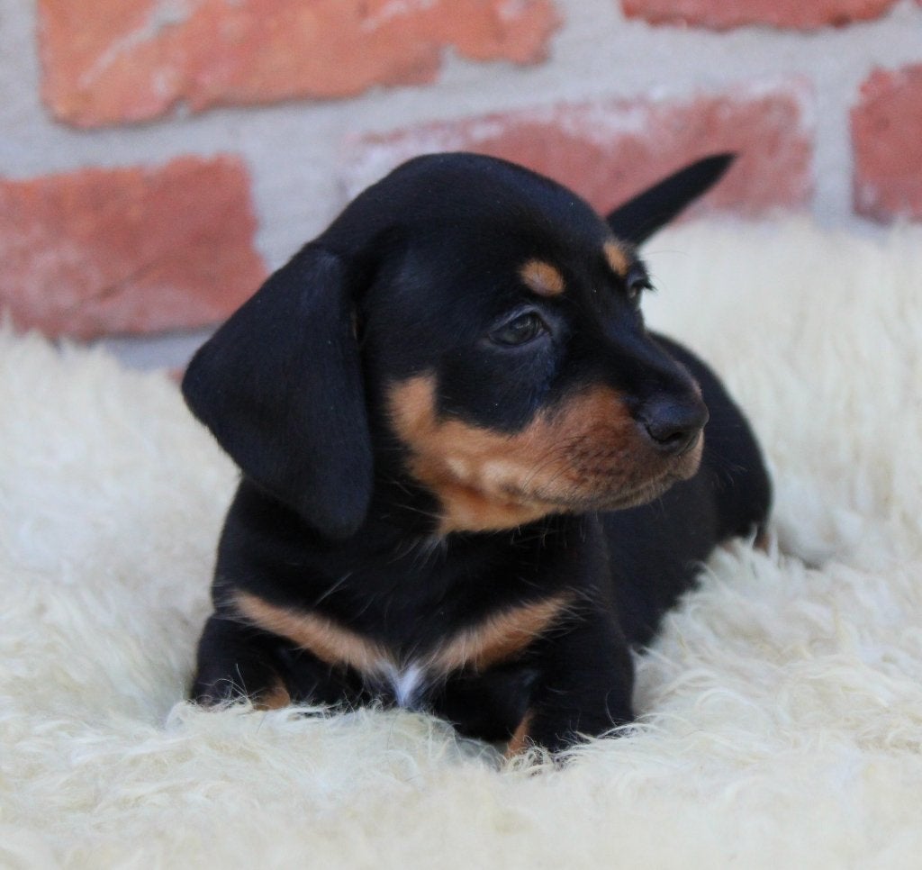 Chiots teckel à poil court noir et feu, Animaux & Accessoires, Chiens | Teckels & Bassets, Poils courts, Plusieurs, Nain, Hépatite contagieuse (maladie de Rubarth)