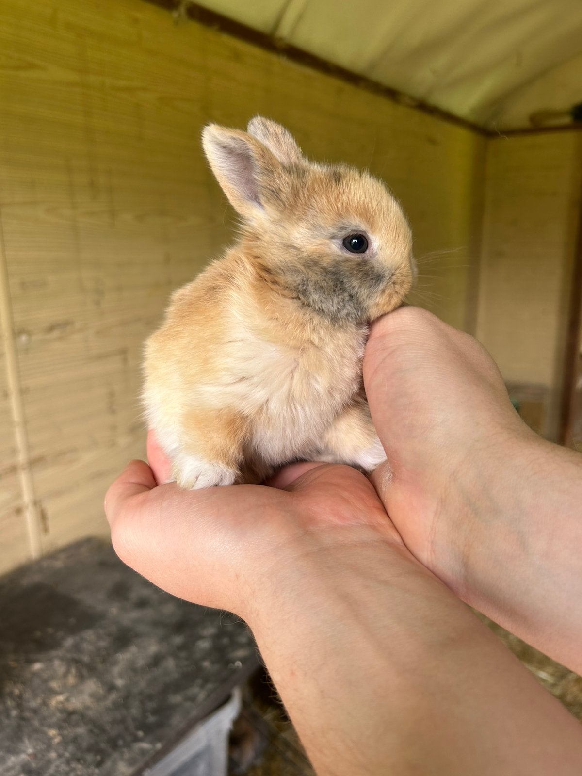 Jonge konijntjes te koop, Dieren en Toebehoren, Konijnen, Geslacht onbekend, Klein, Hangoor, 0 tot 2 jaar