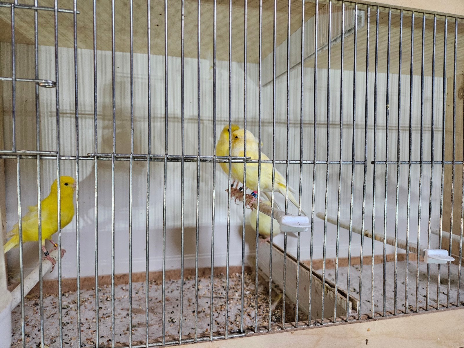 kanaries, Geringd