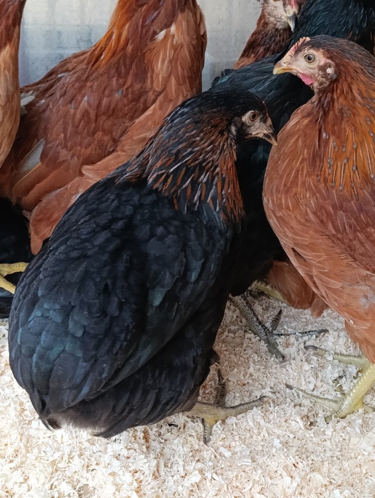 araucanes à queue boulonnée action 4+1 gratuite 0499/082381, Animaux & Accessoires, Femelle, Poule ou poulet