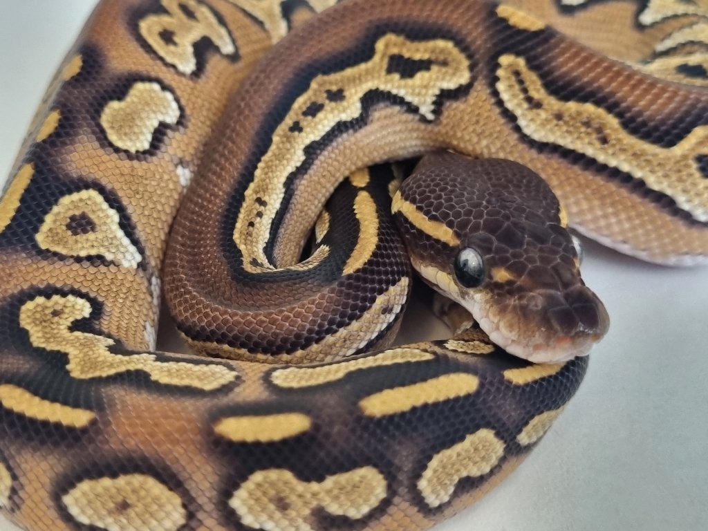 0.1 black head mojave 66% het dreamsicle Ball Python - female for sale from Mex