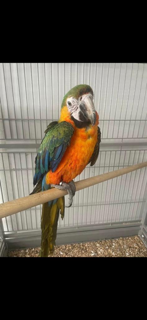 jonge Catalina Ara man, Mâle, Perroquet, Parleur