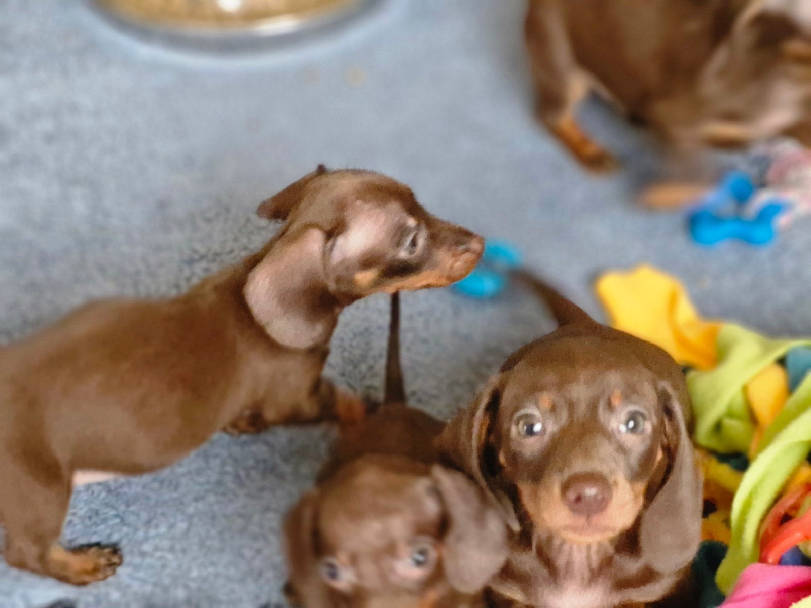 dwergteckel pups, Dieren en Toebehoren, België, Fokker | Hobbymatig, CDV (hondenziekte), 8 tot 15 weken