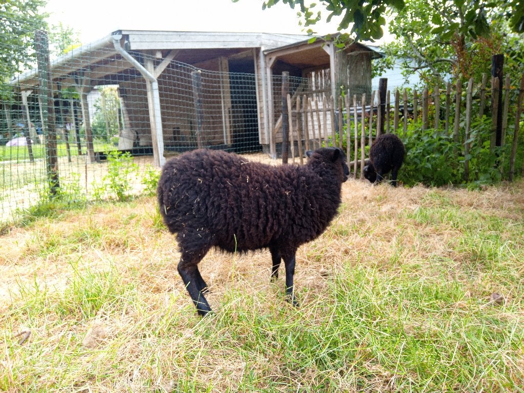 ouessant lammetjes ooitjes, Femelle, Mouton, 0 à 2 ans