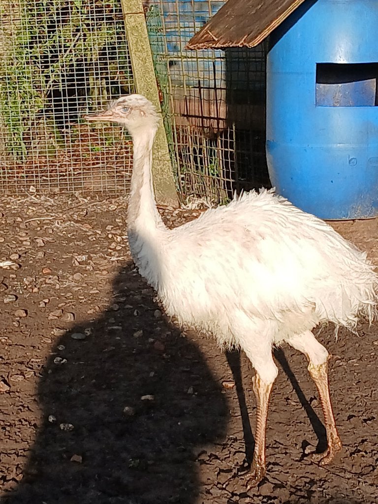Witte nandoe, Dieren en Toebehoren, Mannelijk, Overige soorten