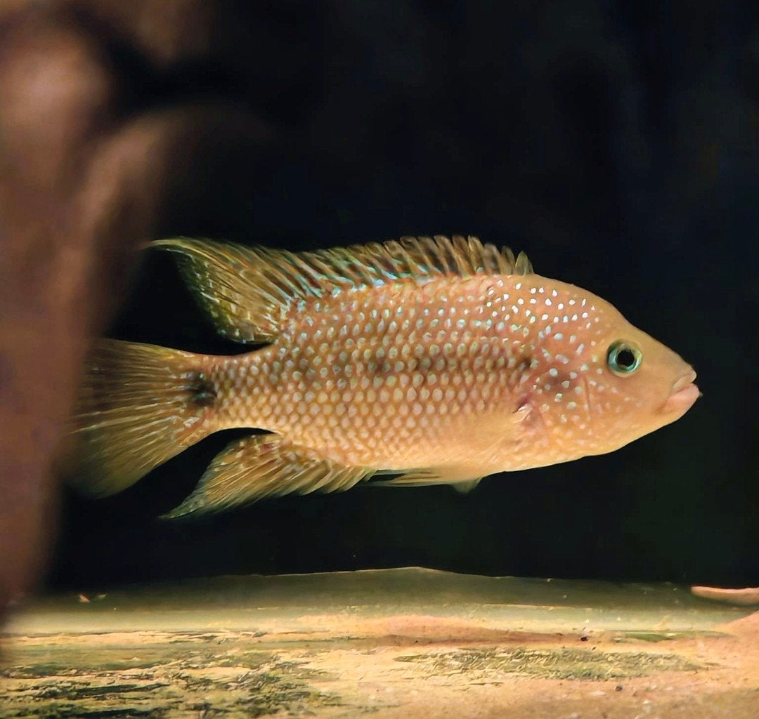 amphilophus istlanum koppel