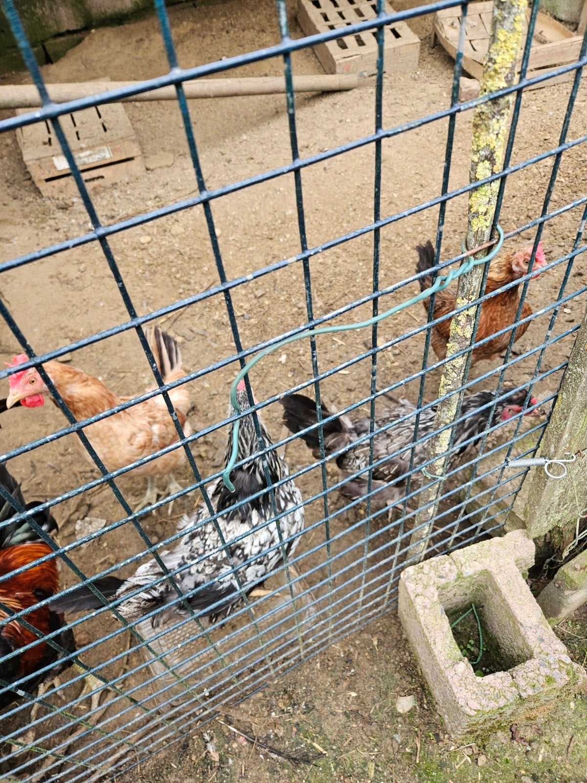 A VENDRE POULETTES, Femelle, Poule ou poulet