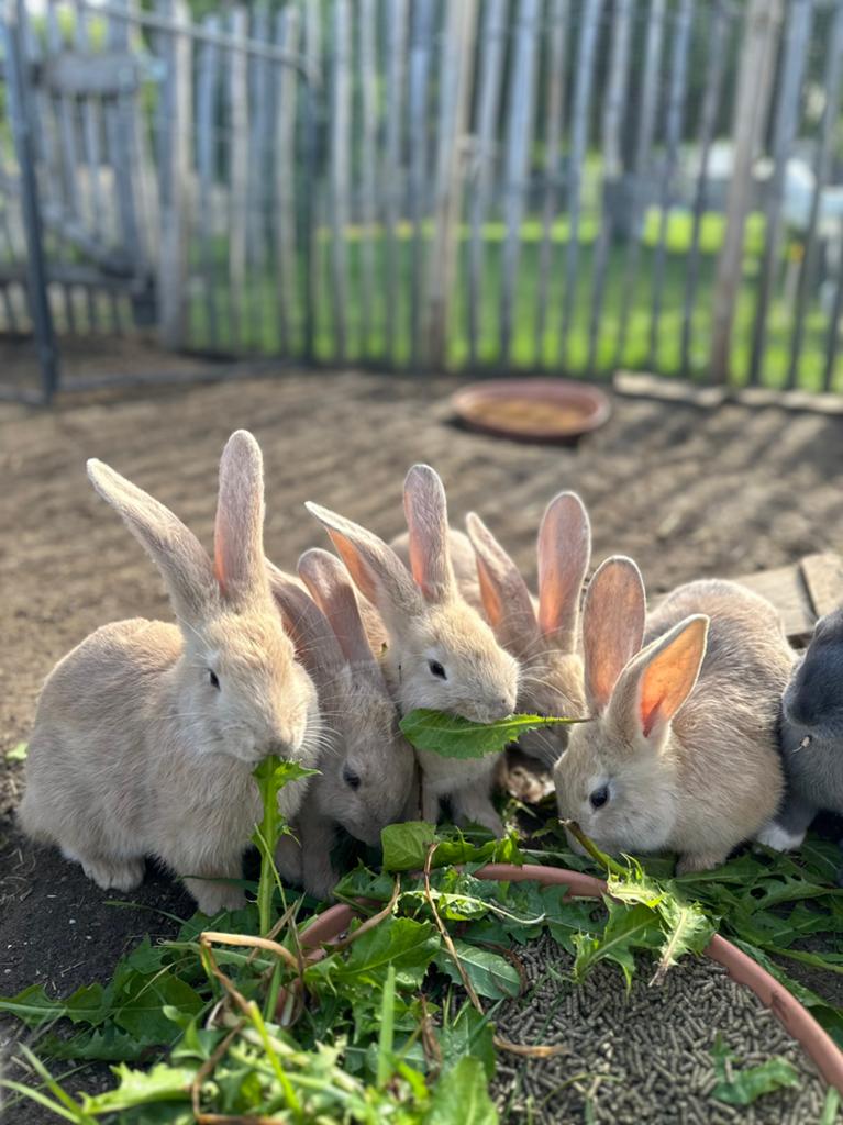 Handtamme duitse reus 8 weken - rammelaar, Dieren en Toebehoren, Konijnen