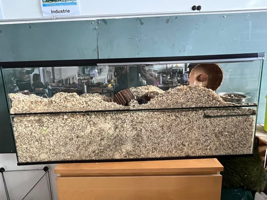 Gerbilarium/terrarium, Dieren en Toebehoren, Knaagdieren en Konijnen | Hokken en Kooien, Ophalen, Zo goed als nieuw, Hok