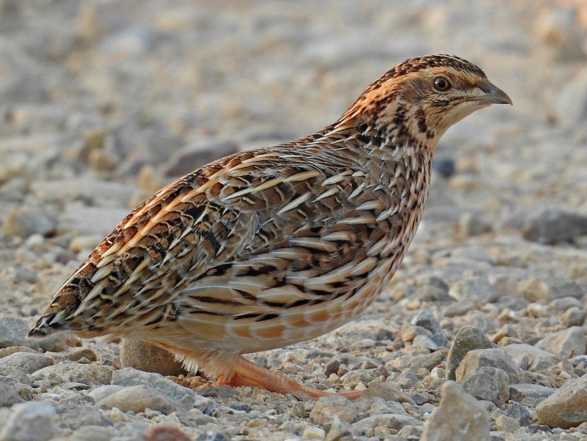 kwartels, Dieren en Toebehoren, Vogels | Overige Vogels