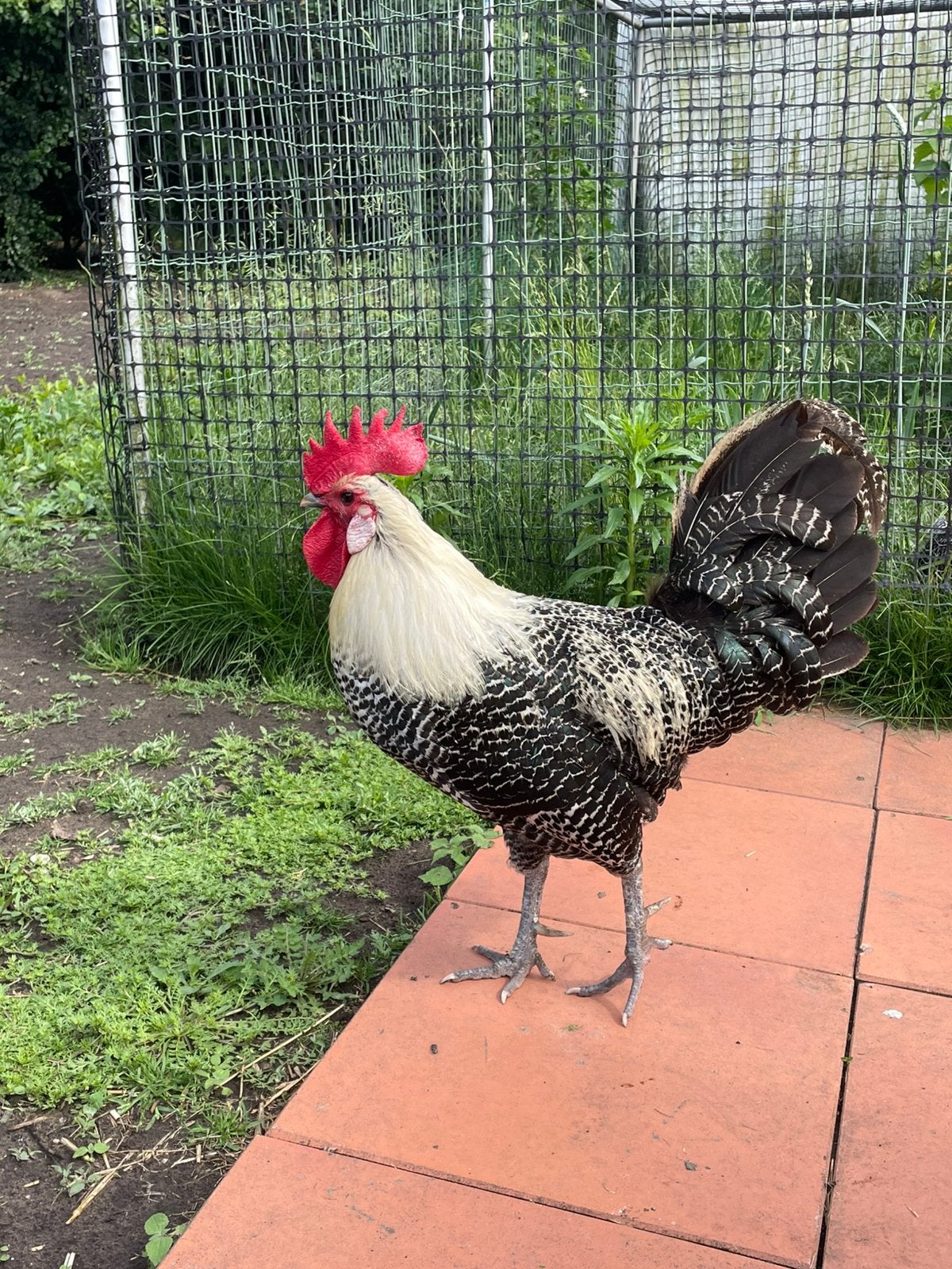 Campine/ kempische hoen haan, Dieren en Toebehoren, Mannelijk, Kip