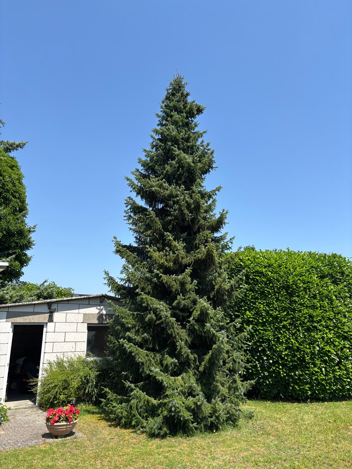 Spar/denneboom voor KERSTBOOM, Tuin en Terras, Planten | Bomen, Ophalen, 400 cm of meer