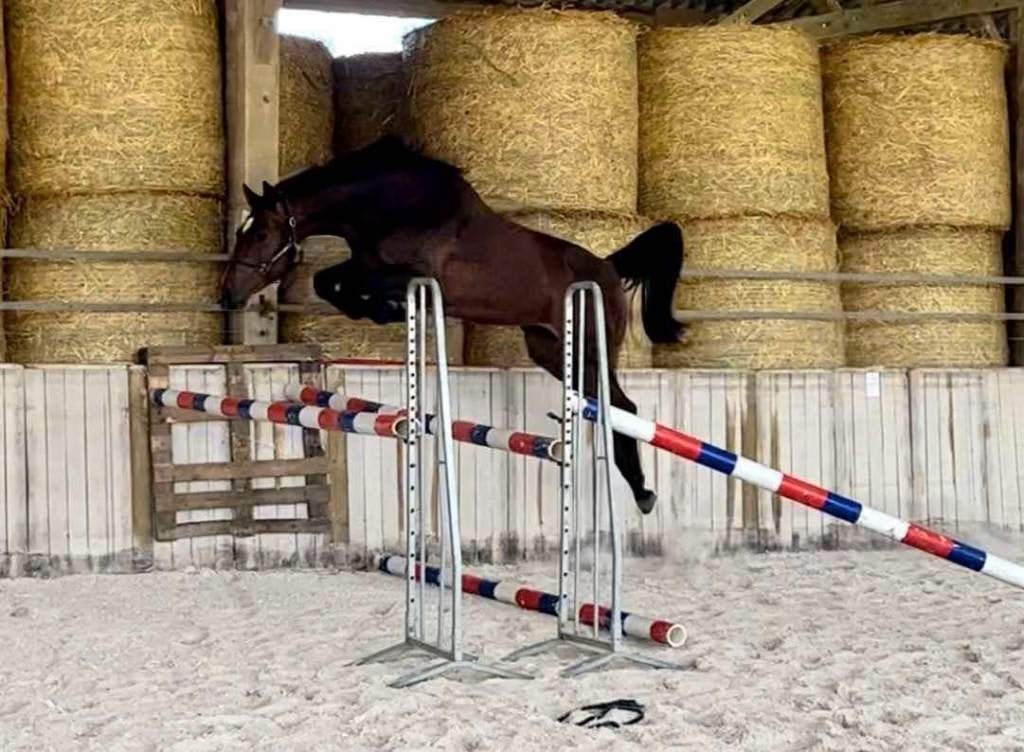 Prachtige fokmerrie te koop, Jument