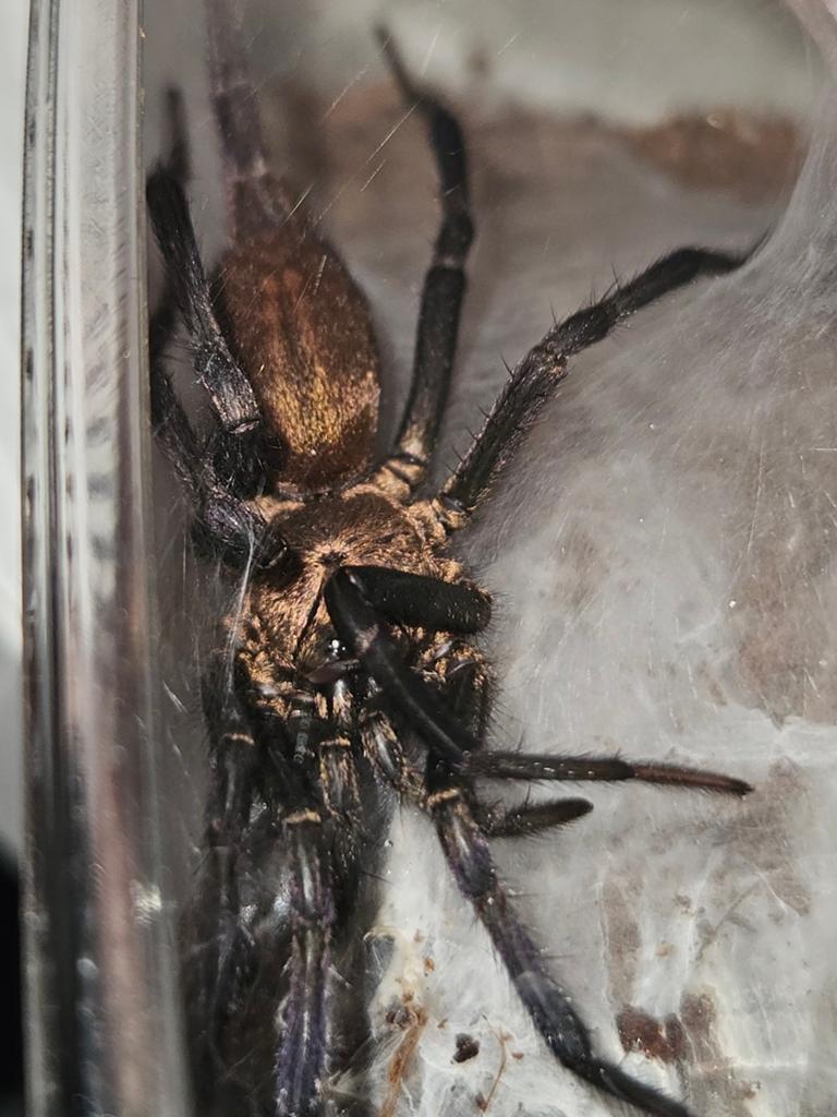 Linothele megatheloides mannetje, Dieren en Toebehoren, Insecten en Spinnen