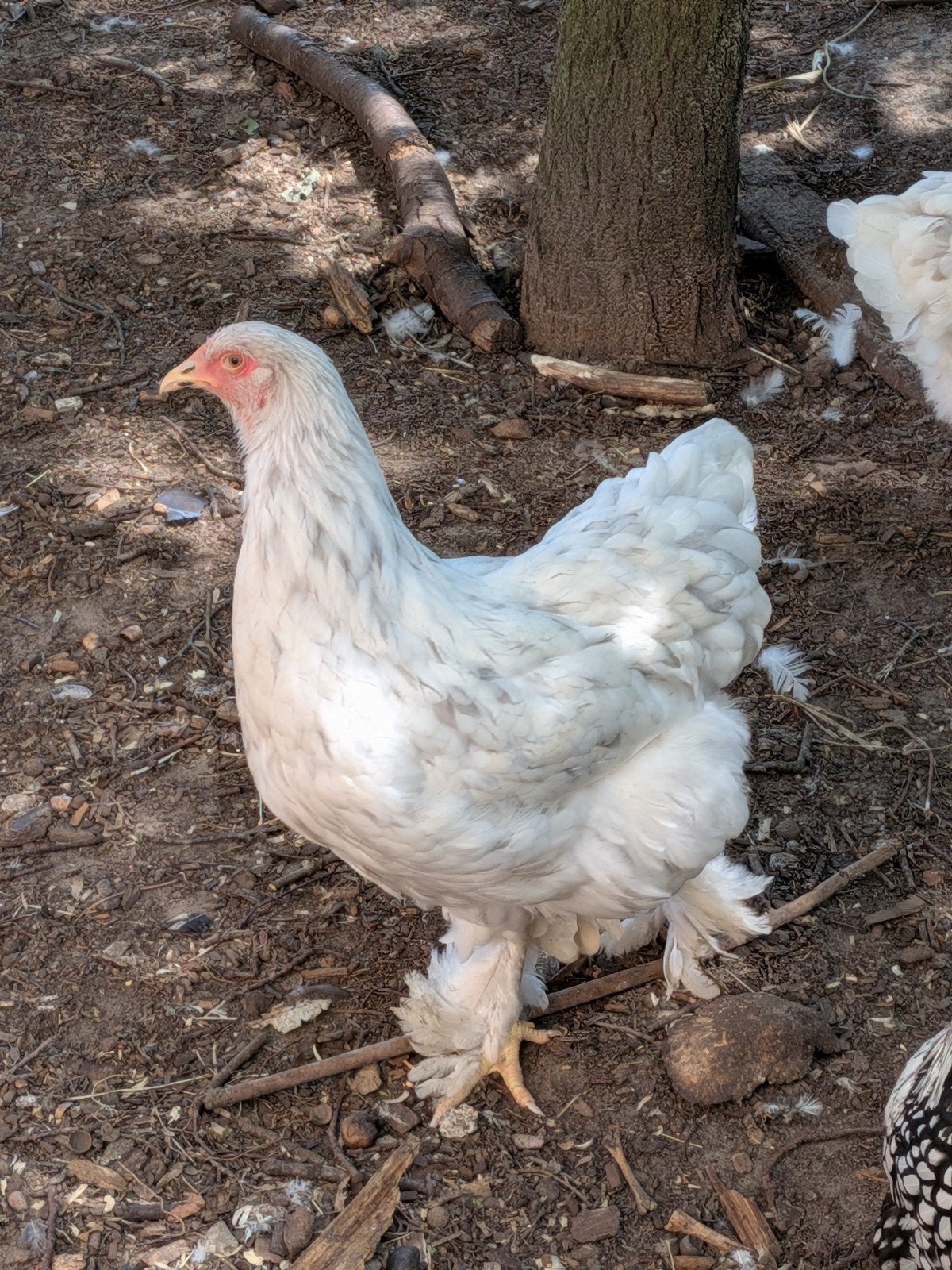 Brahma