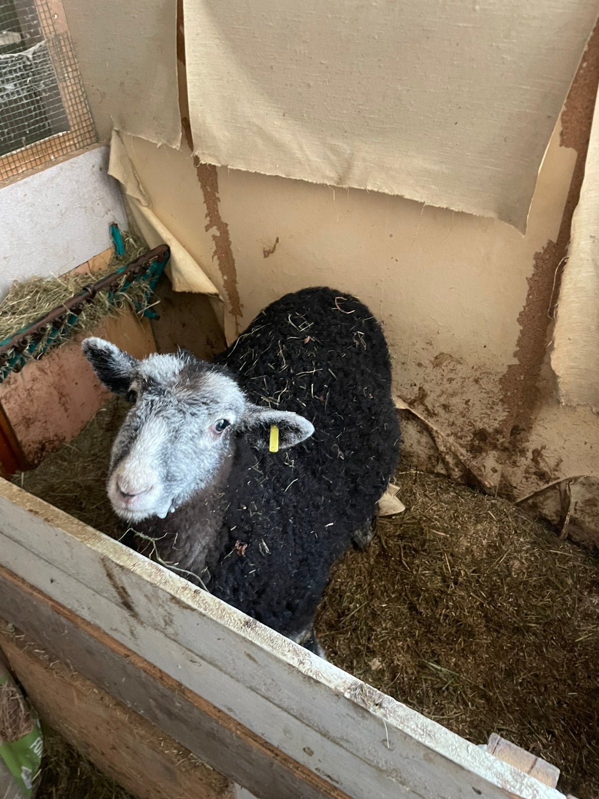Lammetje, Mâle, Mouton, 0 à 2 ans