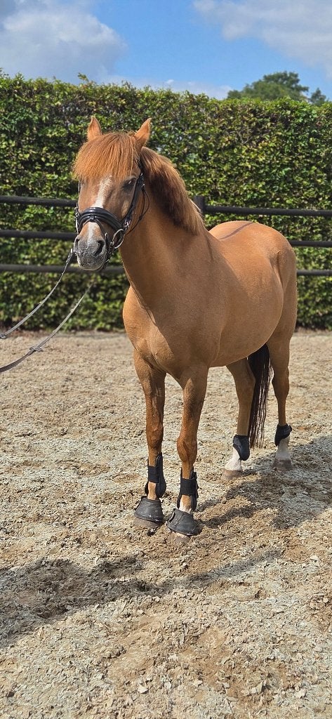 Dressuur pony, Animaux & Accessoires, Chevaux & Poneys | Selles, Enlèvement ou Envoi, Neuf, Dressage