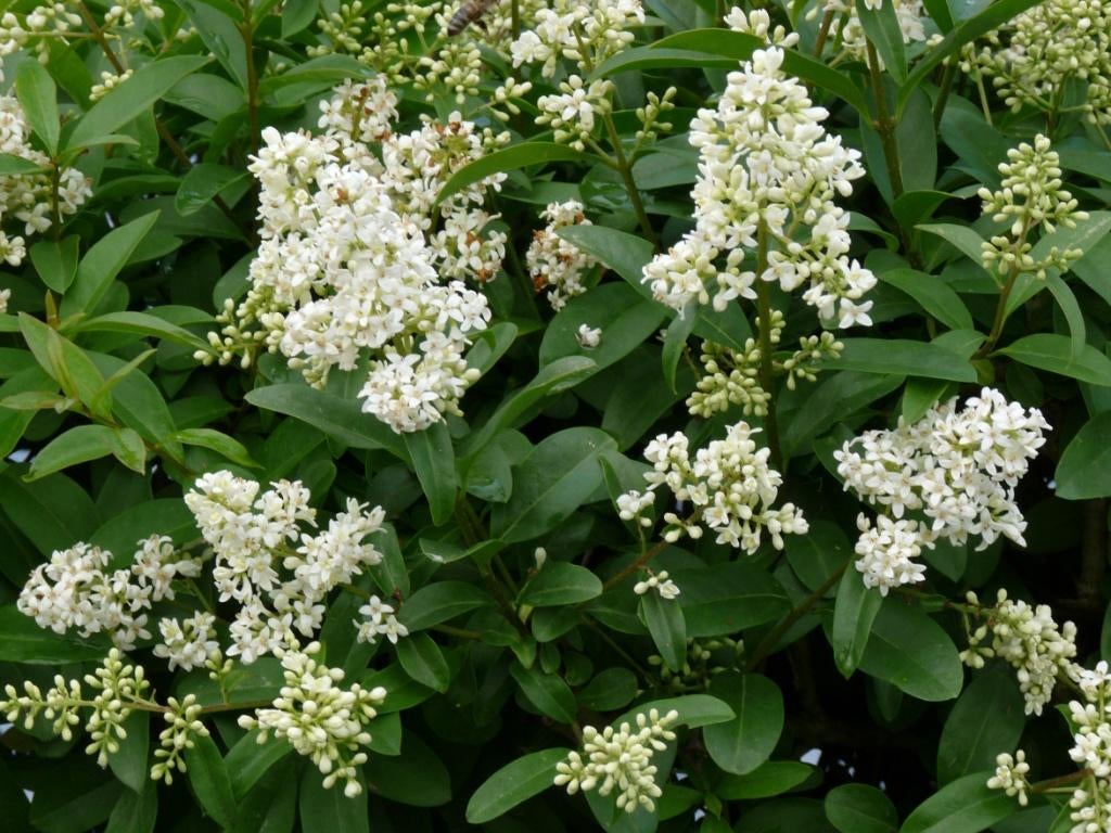 2 x  ligustrum ovafolium in pot   25 cm hoog, Tuin en Terras, Planten | Tuinplanten, Ophalen