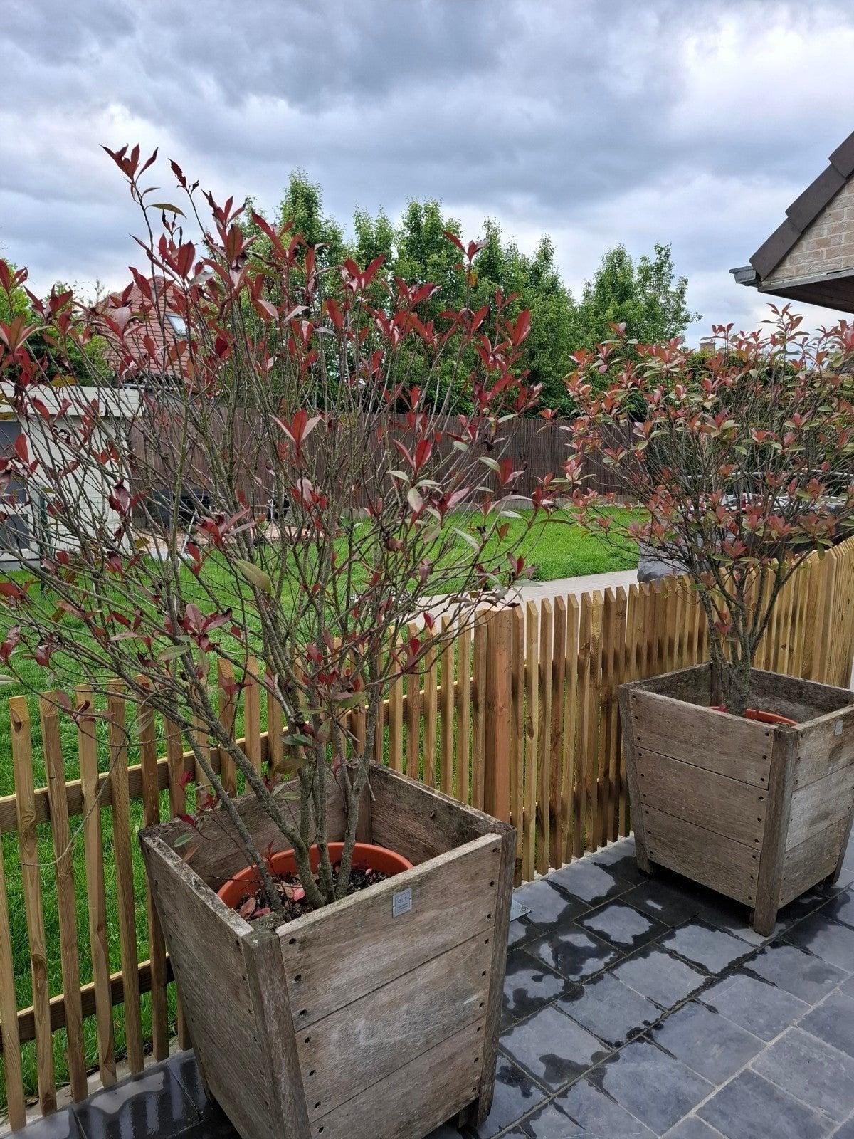2 buissons, Jardin & Terrasse, Enlèvement