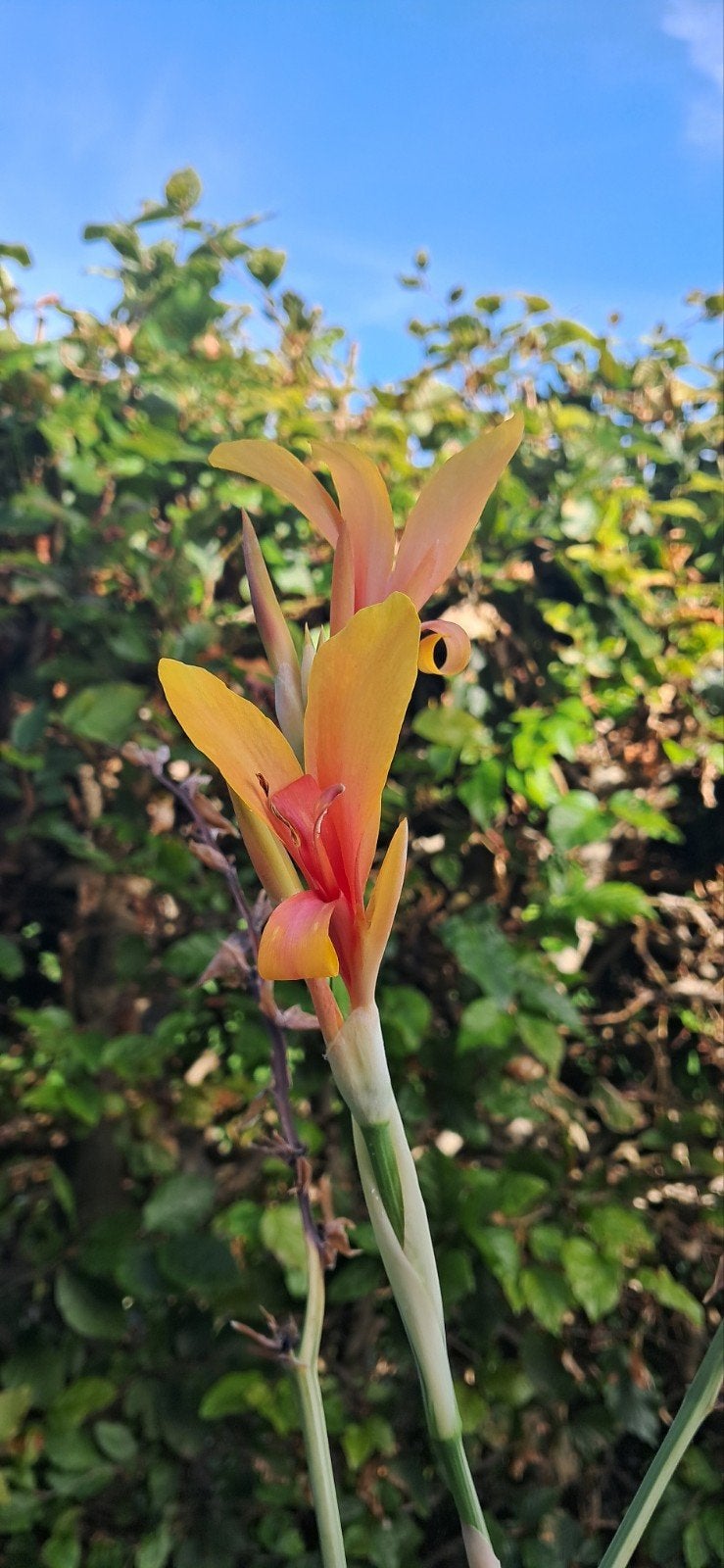 canna Stuttgart planten koopje, Tuin en Terras, Planten | Tuinplanten, Ophalen