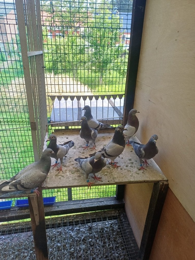 jonge duiven 2026 – Wegens stopzetting hobby(Met toplijnen!), Dieren en Toebehoren, Vogels | Duiven, Meerdere dieren, Postduif