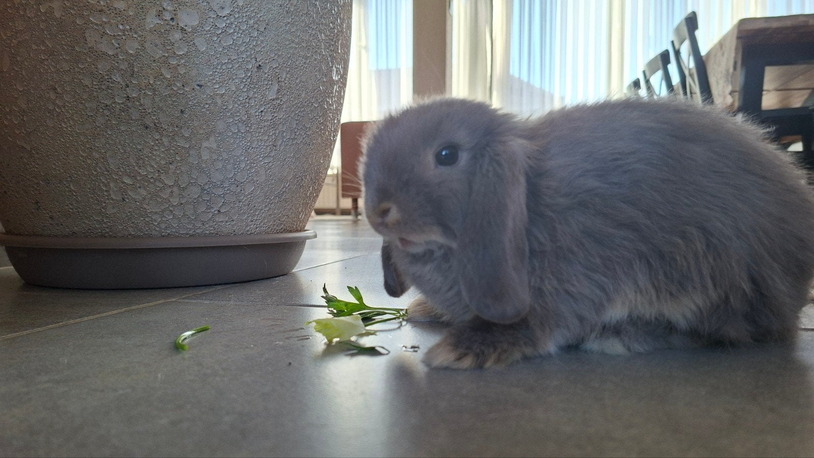 lapin bélier nain femelle, Animaux & Accessoires