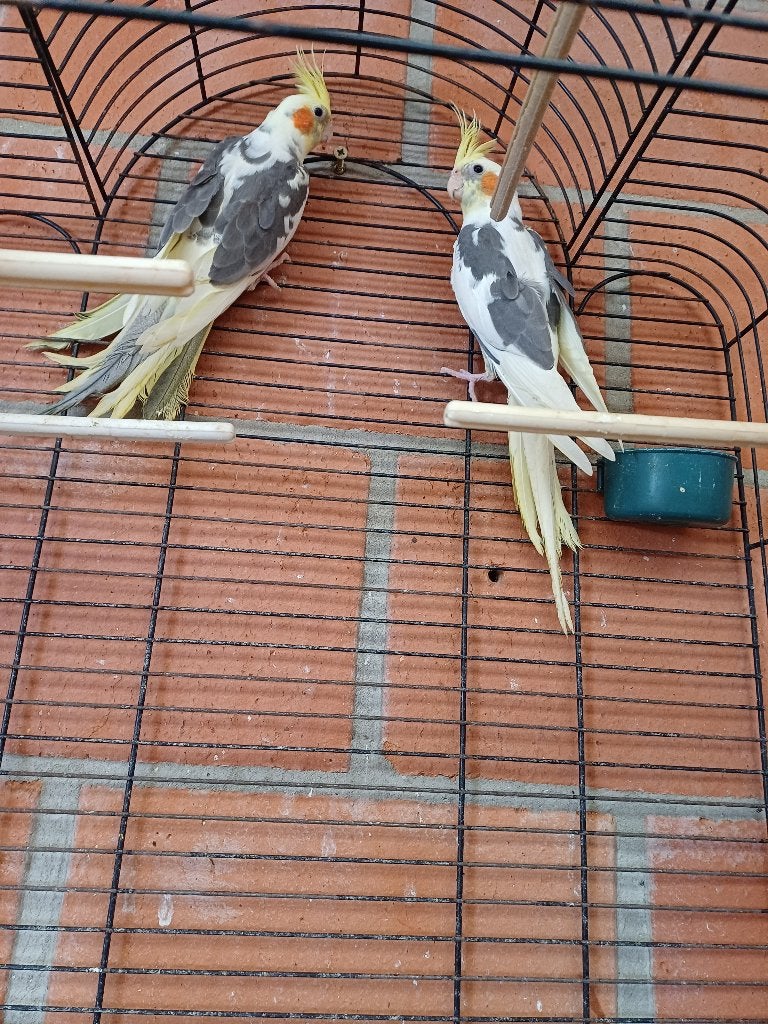 Valkparkieten, Dieren en Toebehoren