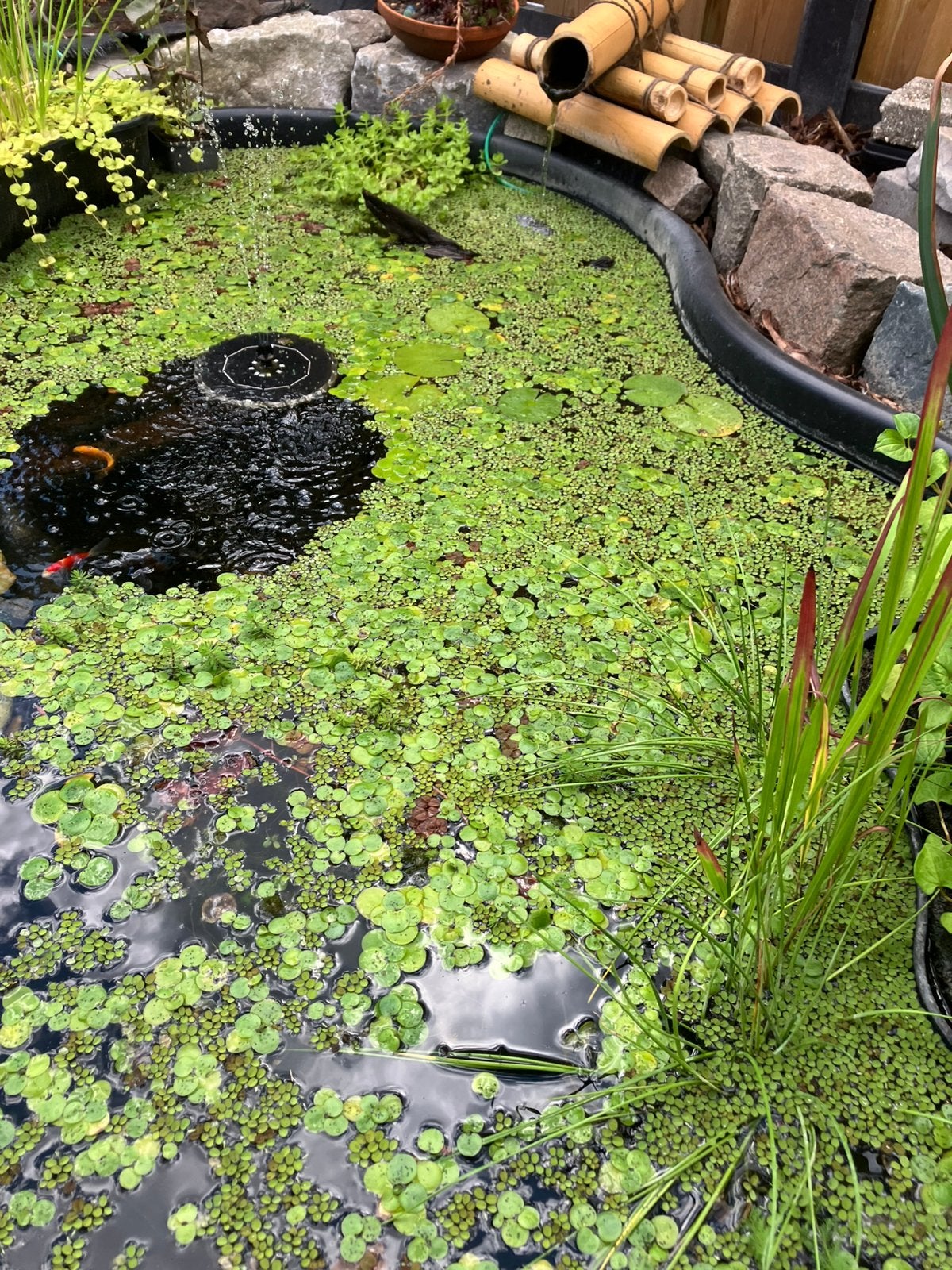 Limnobium Lavaegatum | Kikkerbeet, Tuin en Terras, Vijvers, Ophalen, Nieuw