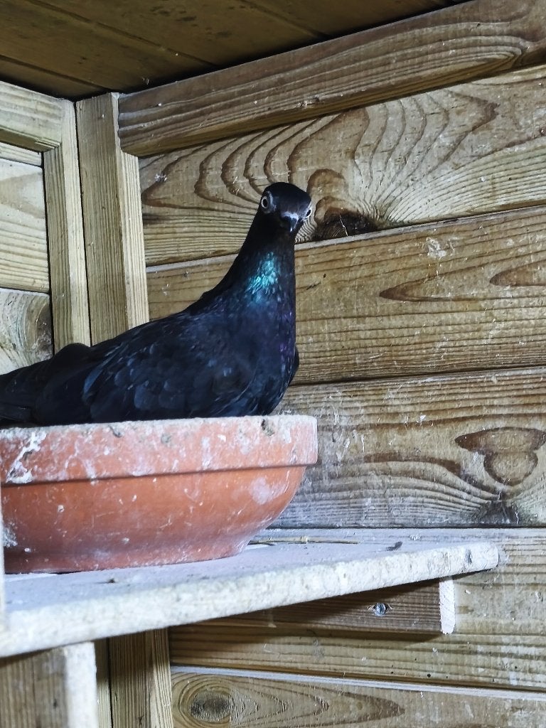 Hongaarse duiven Egiers, Dieren en Toebehoren