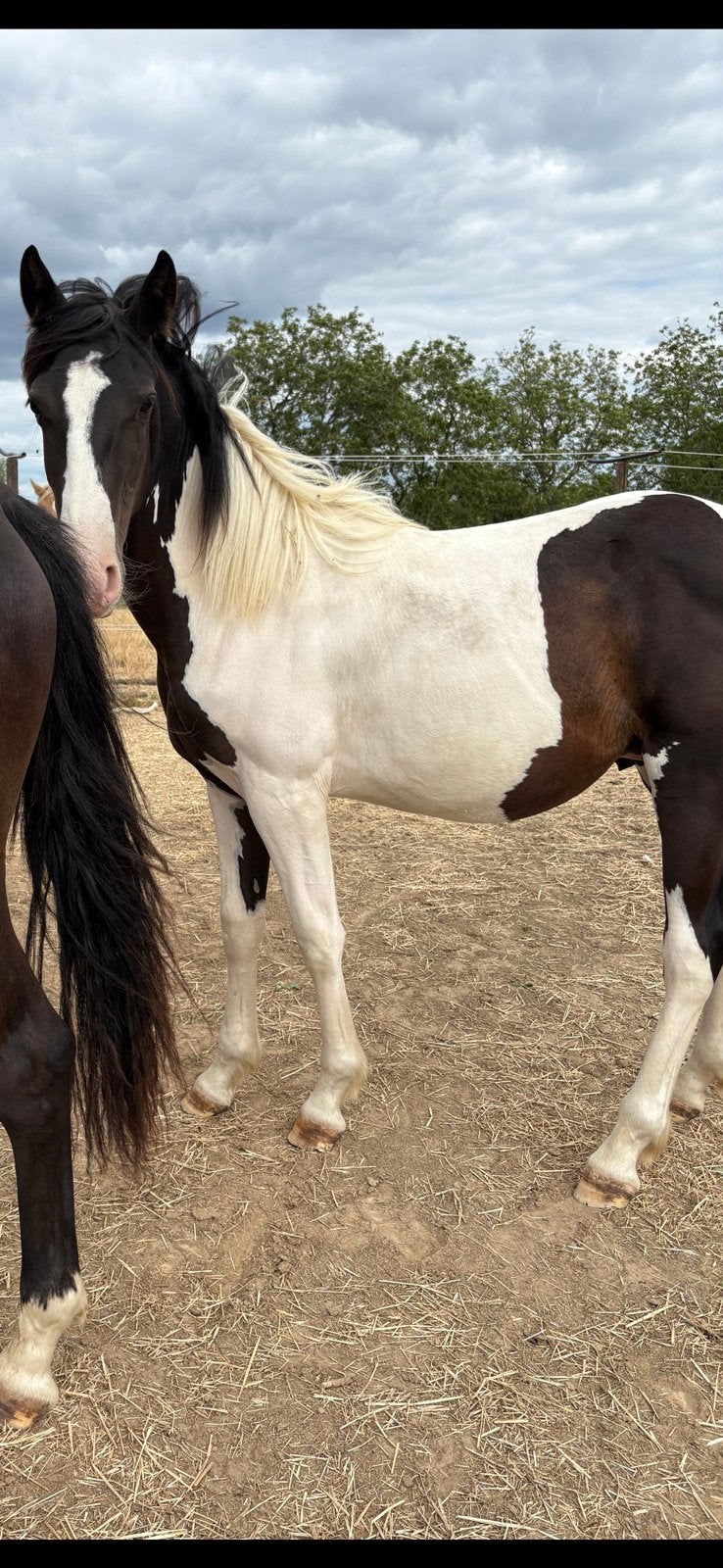 Bonte jaarling hengst AES, Animaux & Accessoires, Chevaux, Étalon