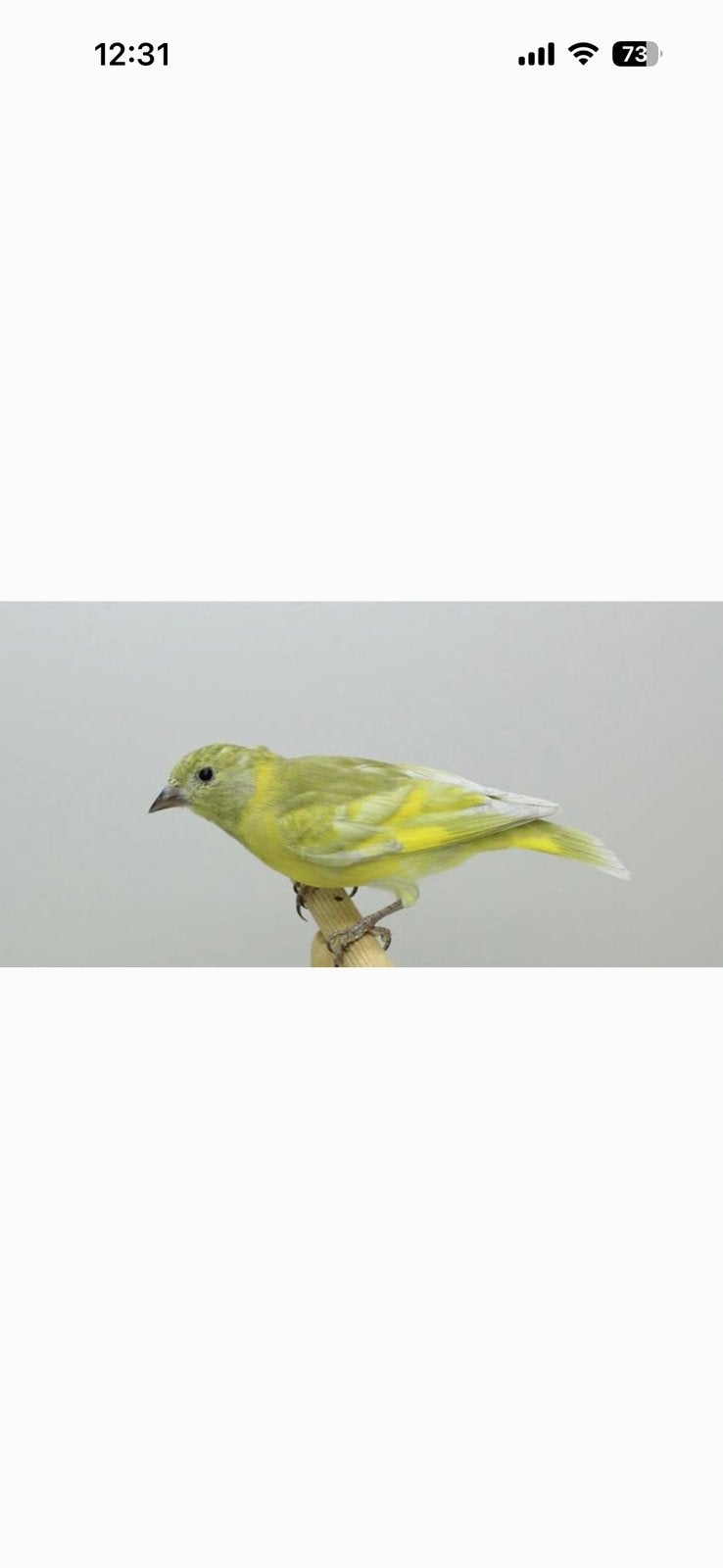 Poupée de glace à tête noire, Animaux & Accessoires, Oiseaux | Oiseaux Autre, Bagué