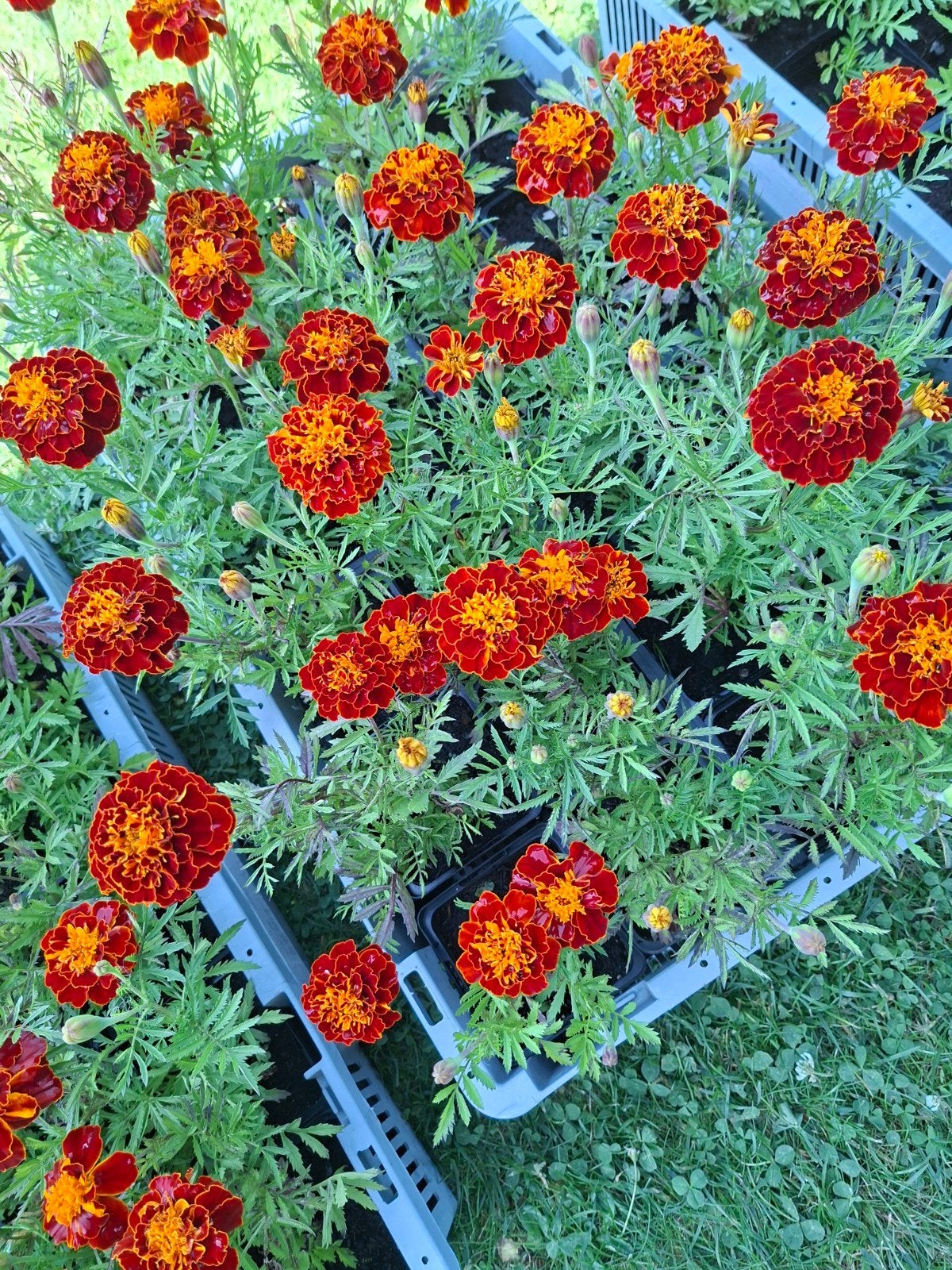 Stinkertjes, Tuin en Terras, Bloembollen en Zaden, Ophalen