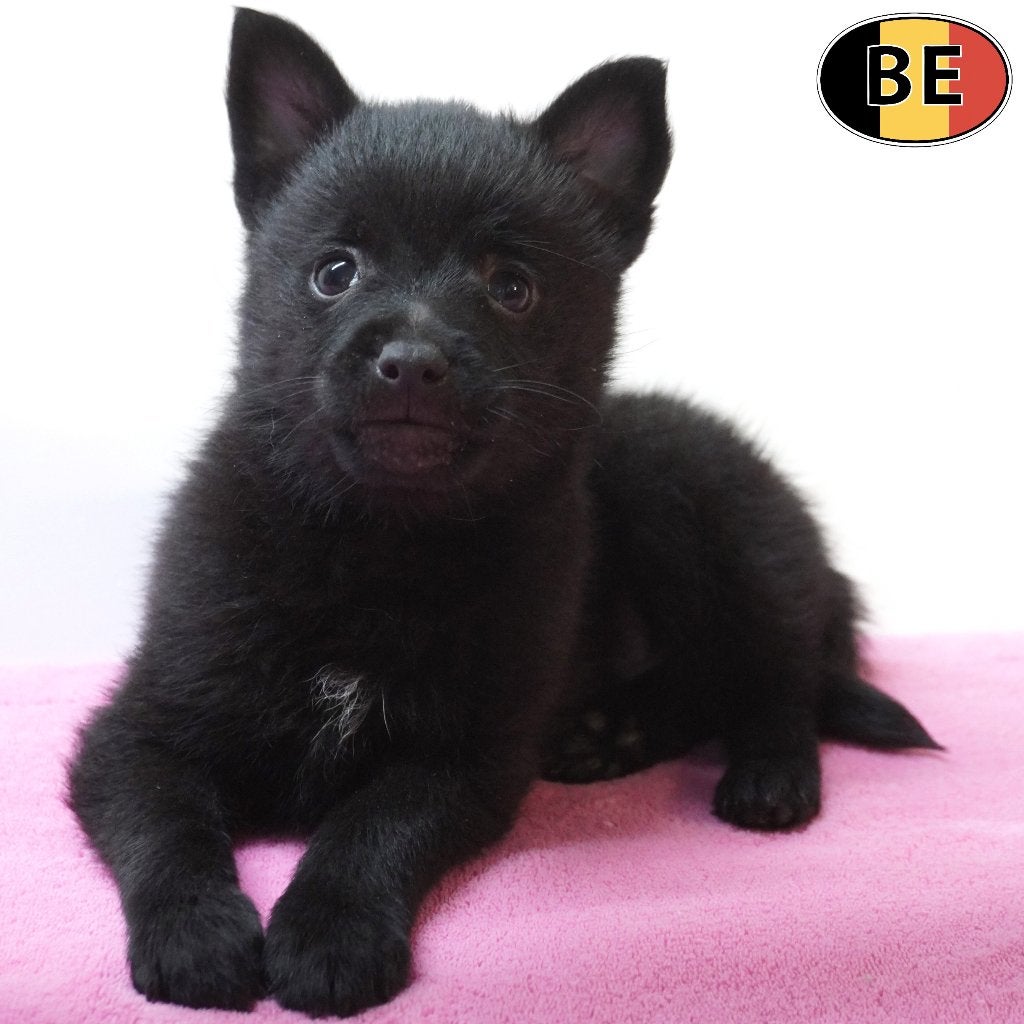 Schipperke pups – nieuwsgierig & speels (Belgisch), België, CDV (hondenziekte), 8 tot 15 weken, Meerdere