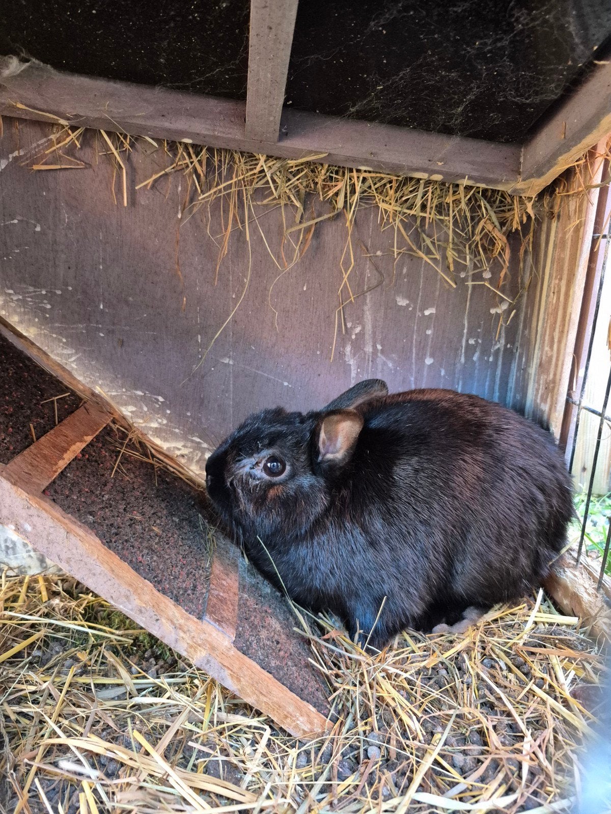 kleurdwerg ram, Dieren en Toebehoren
