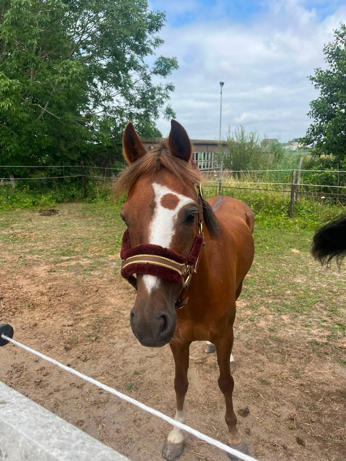Mega leuke C pony, Animaux & Accessoires, Poneys, Poney C (1.27 m à 1.37m), Hongre, Débourré, Avec pedigree