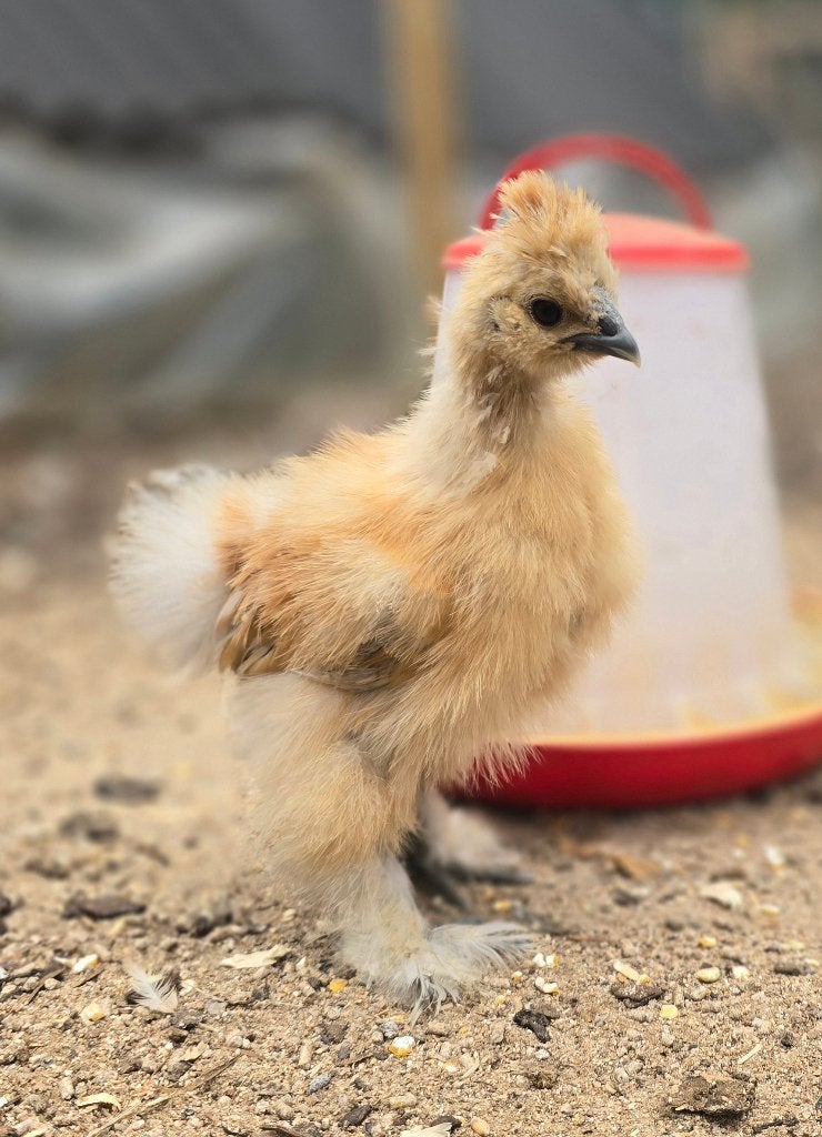 USA/ Europese zijdehoen kuikens, Dieren en Toebehoren, Pluimvee, Geslacht onbekend, Kip