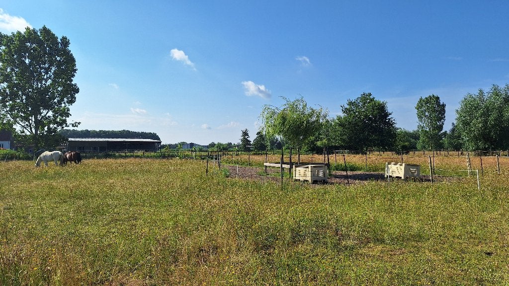 Weide te koop, Weidegang