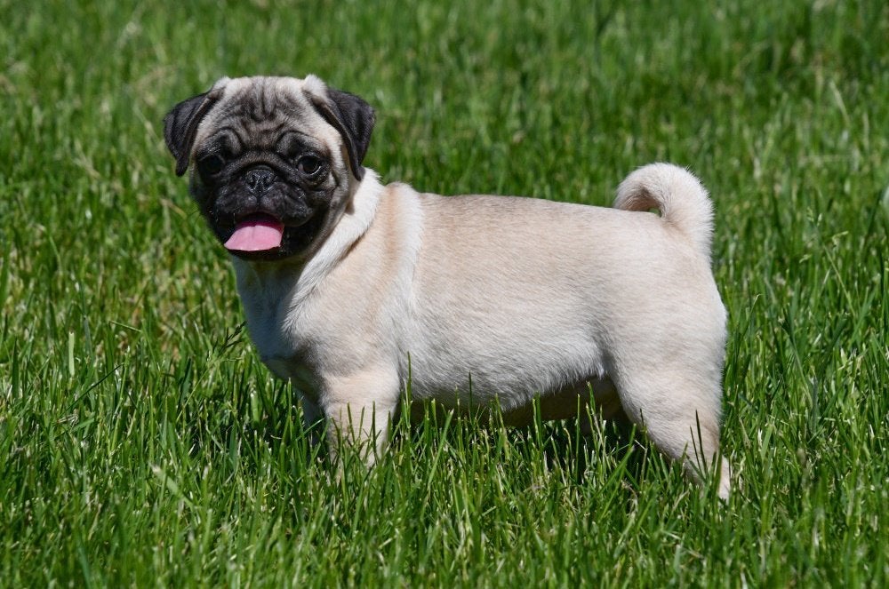 Chiots Carlin à vendre, 15 semaines à 1 an, Autres races, Plusieurs animaux, Éleveur | Professionnel