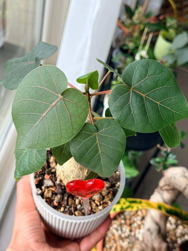 Ficus “ Abutilifolia “, Enlèvement ou Envoi, Ficus