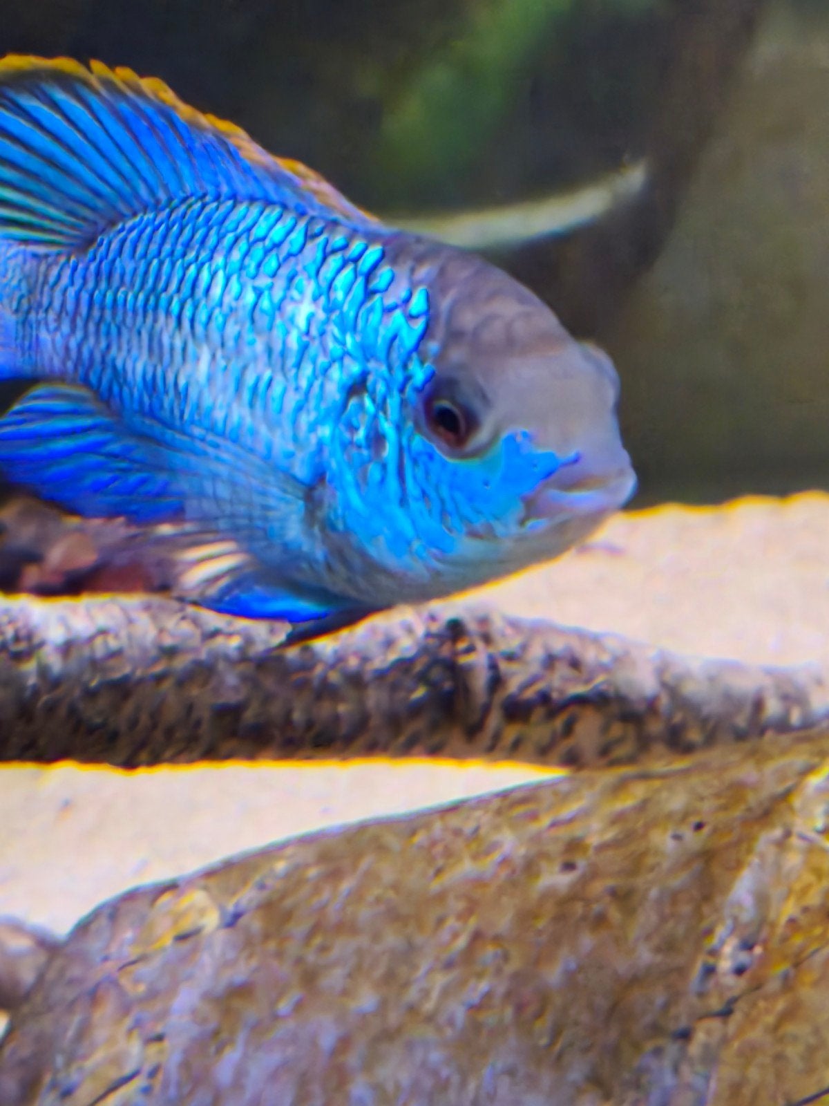 Jonge electric blue acaras, Dieren en Toebehoren, Vissen | Aquariumvissen