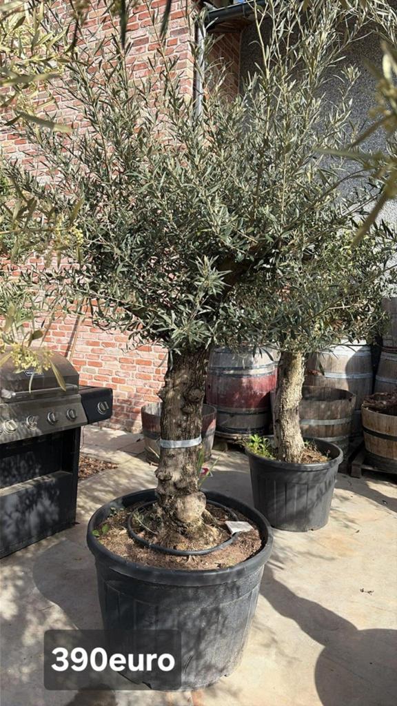 ‼️olijfbomen olea europaea aan stuntprijzen ‼️, Tuin en Terras, Ophalen