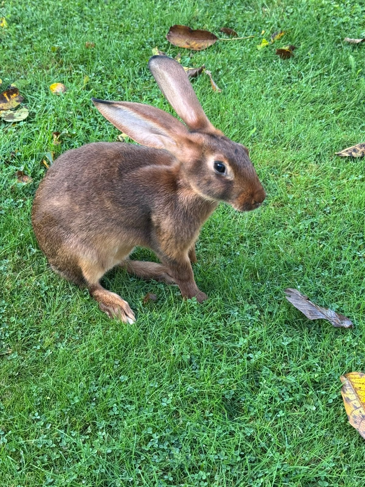 Jonge haaskonijnen, Dieren en Toebehoren