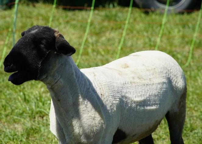 Schapen scheren lage prijzen !!, Dieren en Toebehoren, Schapen, Geiten en Varkens, Meerdere dieren, Schaap