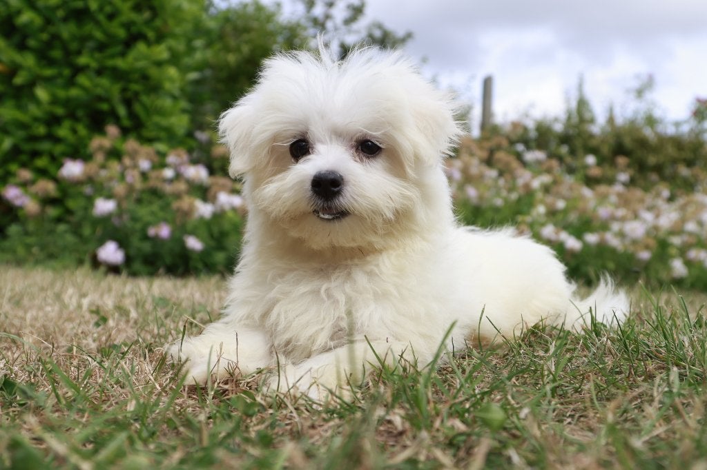 Chiot maltais, né le 25 avril, propre élevage, Animaux & Accessoires, Chien (mâle), Maladie de Carré (chiens), Belgique, Bichon maltais