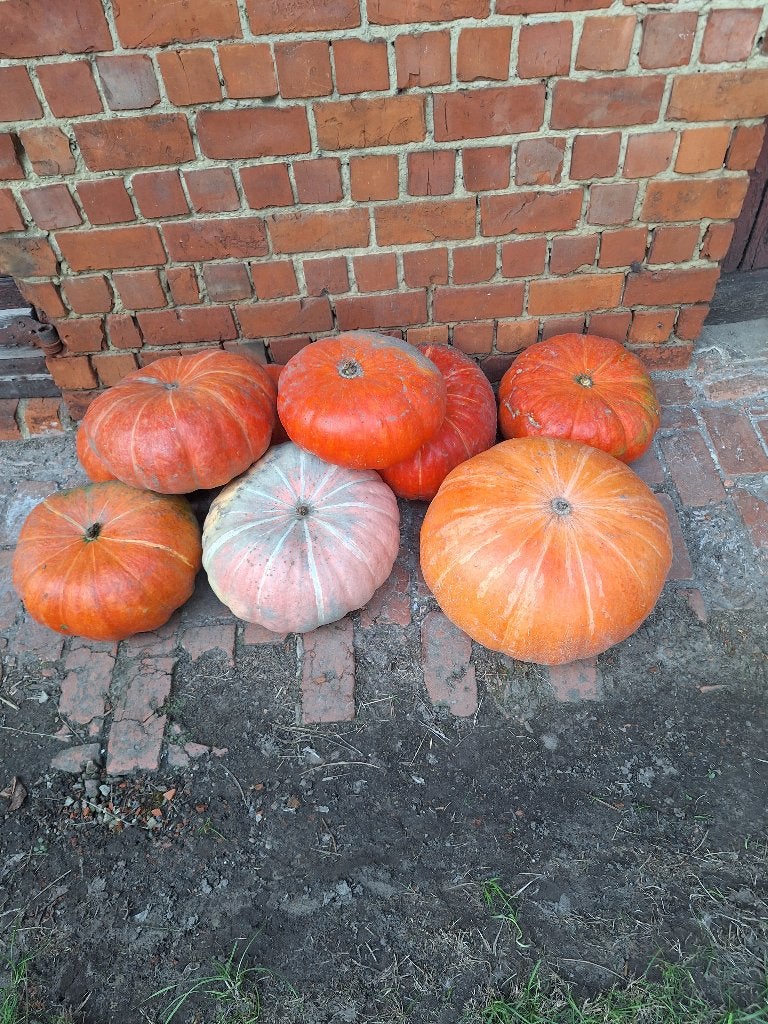 Pompoenen en walnoten, Ophalen