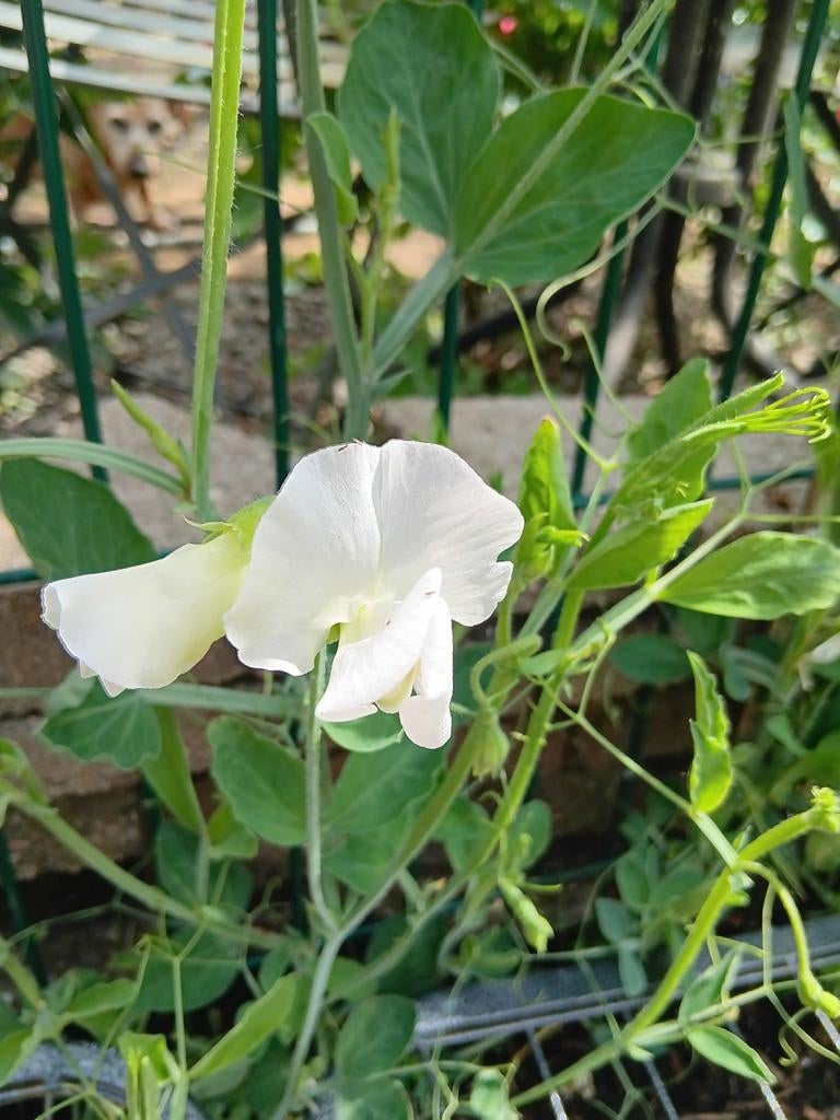 Biologische Lathyrus Night & Day Zaden, Tuin en Terras, Bloembollen en Zaden, Ophalen of Verzenden