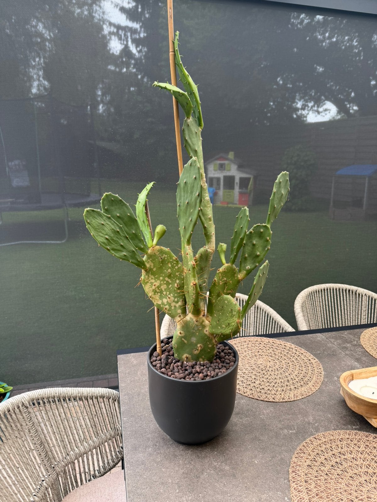 Cactus Opuntia (Figuier de barbarie), Jardin & Terrasse, Enlèvement