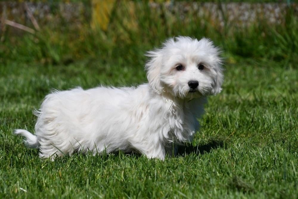 Maltezer pups te koop, Maltezer, 15 weken tot 1 jaar, Buitenland, Parvo