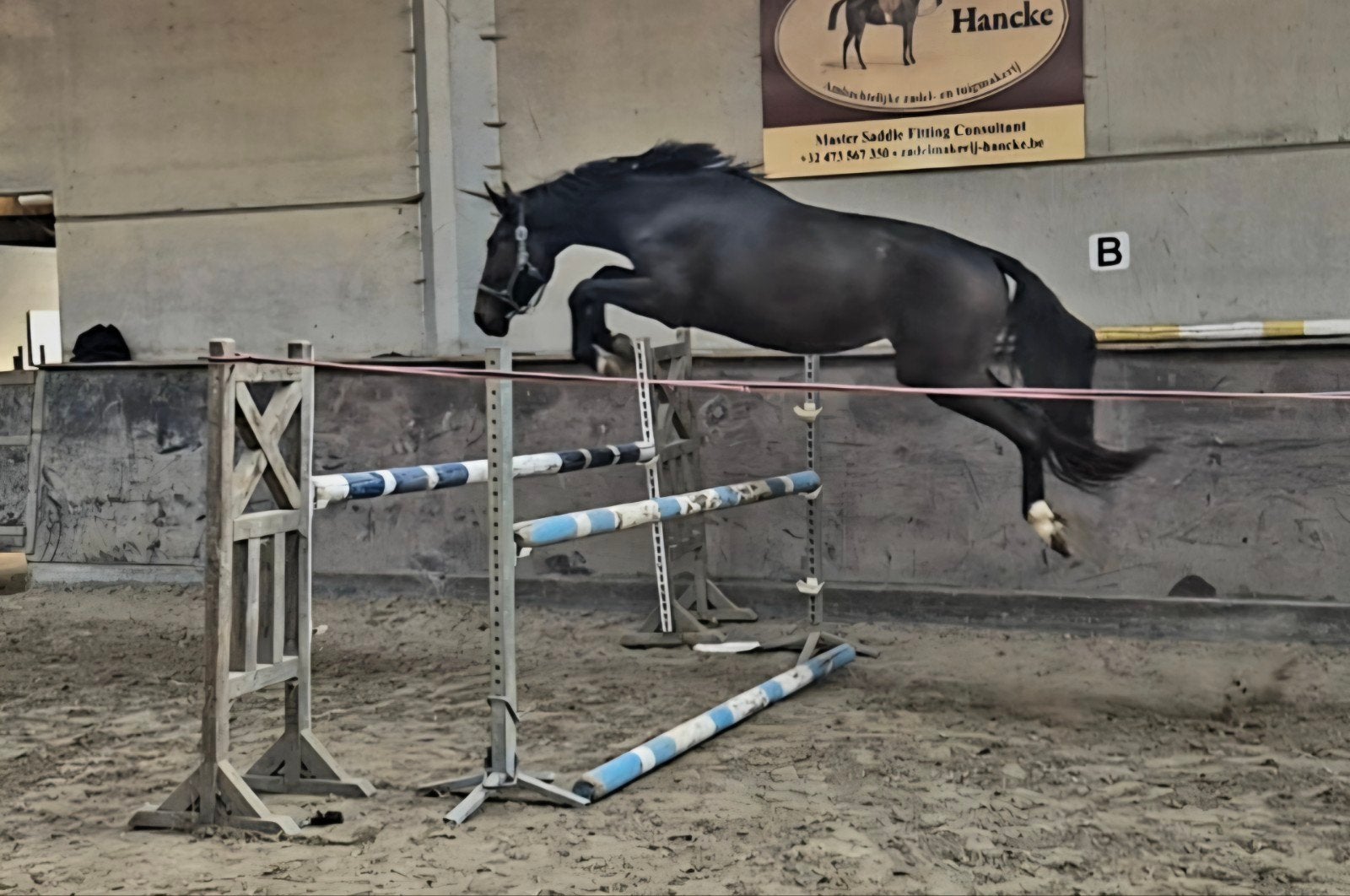 3 jarige ruin, Ruin, Springpaard, 3 tot 6 jaar