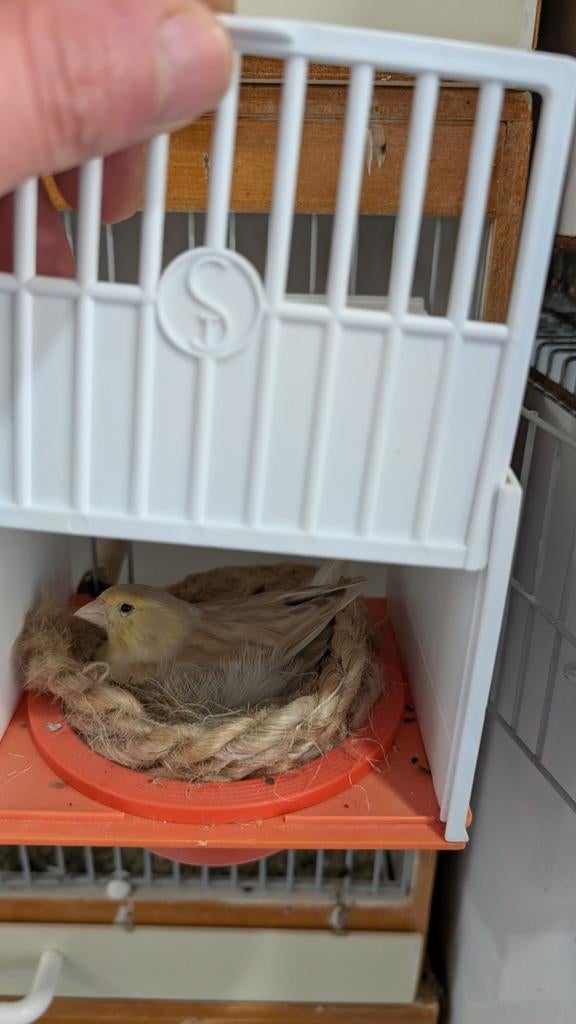 een koppel kanarie Opal, Kinderen en Baby's, Babyparken, Ophalen